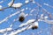 Close-up of spiky brown ball seed with white snow cap of Liquidambar styraciflua American sweetgum on blue sky background