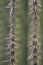 Close up of spines on Saguaro cactus in southern Arizona desert