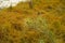 Close up Spinifex littoreus grass plant