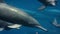 Close up of the spinner dolphin swim underwater