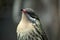 This is a close  up of a spiny cheeked honeyeater