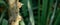 Close-up Spiny Tree Trunk of Zanthoxylum americanum, Prickly ash or Sichuan pepper on natural green background