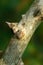 Close-up Spiny Tree Trunk of Zanthoxylum americanum, Prickly ash or Sichuan pepper on natural green background