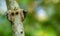 Close-up Spiny Tree Trunk of Zanthoxylum americanum, Prickly ash or Sichuan pepper on natural green background