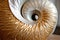 close-up of a spiraling nautilus shell, golden ratio evident