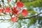 Close Up of Splendid Gulmohar Flowers.