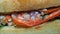 Close up spoiled sandwich, rotten moldy inedible expired food, isolated on white background