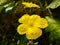 Close up of sponge gourd flower. Yellow flowers. Sponge gourd vegetable flower. Sponge gourd flower. Asian flower.