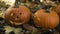 Close up of spooky pumpkins for Halloween