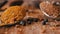 Close up, Spoons with Indian Spices Rotate on a Colorful, Wooden Background