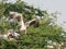 Close up Spot Billed Pelican Spread its Wings on a Branch