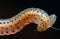 Close-up of a Spotted Caterpillar on a Dark Background