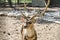 Close-up spotted Chital deer in a park Yarkon. Tel Aviv, Israel