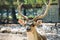 Close-up spotted Chital deer in a park Yarkon. Tel Aviv, Israel