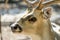 Close-up spotted Chital deer in a park Yarkon. Tel Aviv, Israel