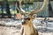 Close-up spotted Chital deer in a park Yarkon. Tel Aviv, Israel