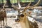 Close-up spotted Chital deer in a park Yarkon. Tel Aviv, Israel