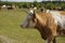 Close up of a spotted cow. in the background a herd of cows grazes in the meadow