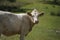 Close up of a spotted cow. in the background a herd of cows grazes in the meadow