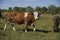 Close up of a spotted cow. in the background a herd of cows grazes in the meadow