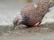 Close up Spotted Dove Drinking Water on The Ground