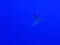 Close Up Spotted Eagle Ray Underwater Blue Clear Background