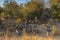 Close up of a spotted hyena feeding on the carcass of a dead giraffe encircled by numerous vultures