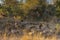 Close up of a spotted hyena feeding on the carcass of a dead giraffe encircled by numerous vultures