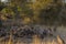 Close up of a spotted hyena feeding on the carcass of a dead giraffe encircled by numerous vultures