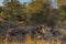 Close up of a spotted hyena feeding on the carcass of a dead giraffe encircled by numerous vultures