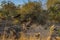 Close up of a spotted hyena feeding on the carcass of a dead giraffe encircled by numerous vultures