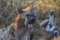 Close up of a spotted hyena feeding on the carcass of a dead giraffe encircled by numerous vultures