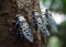 Close-up of Spotted Lanternflies