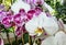 Close-up on a spotted orchid bloom