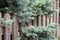 Close up of a spreading or creeping dwarf Colorado spruce Picea pungens "Glauca Prostrata" growing through a wooden