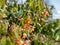 Close-up of the spreading plant the Warley epimedium Epimedium x warleyense Orangekonigin flowering with sprays of small flowers