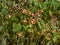 Close-up of the spreading plant the Warley epimedium Epimedium x warleyense Orangekonigin flowering with sprays of small flowers