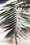 A close-up of a sprig of fern on a piece of burlap