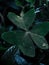 Close up of a sprig of green clover flowers