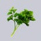 Close up of sprig of green fresh parsley on white background