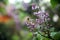 Close-up of a sprig of lilac with blooming flowers and colorful blurred background Syringa