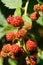 Close-up of a sprig of red berries of Caucasian blackberry garden Rubus subgen in a vegetable garden