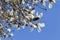 Close up. Spring. Branches of a blooming magnolia. Blue sky on background
