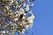 Close up. Spring. Branches of a blooming white magnolia. Blue sky on background