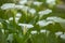 close up, spring, calla lily park, white calla lily, calla lily, flowers