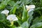 close up, spring, calla lily park, white calla lily, calla lily, flowers