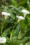 close up, spring, calla lily park, white calla lily, calla lily, flowers