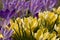 Close-up spring crocus