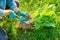 Close-up of spring dividing and planting bush of hosta plant