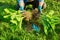 Close-up of spring dividing and planting bush of hosta plant